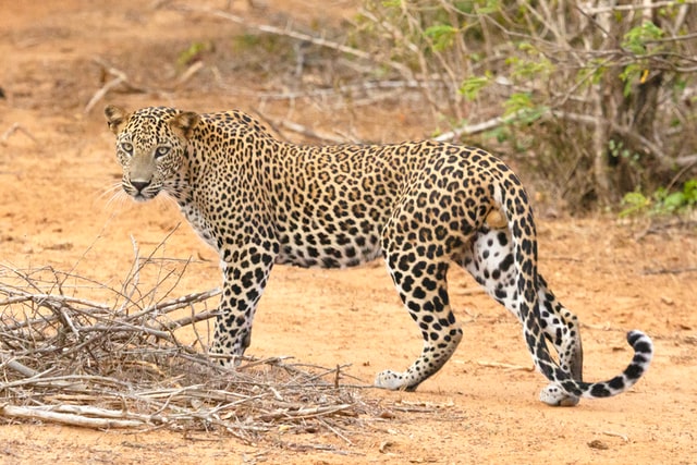 leopards at yala national park sri lanka