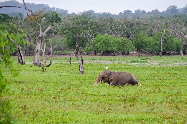 sri-lankan-elephant-at-national-parks