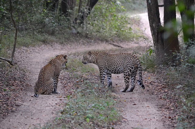 Best National Parks To See Leopards In Sri Lanka