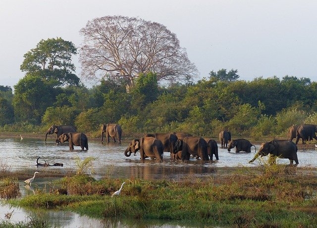 Best National Parks To Visit Elephants In Sri Lanka
